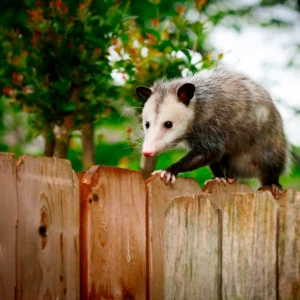 opossum in house