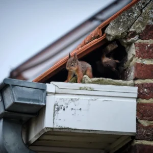 squirrel nest removal